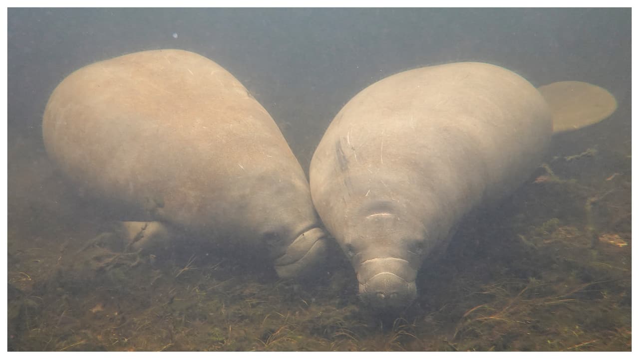 Cuidado con los manatíes: pueden resultar gravemente heridos cuando salgas en tu bote
