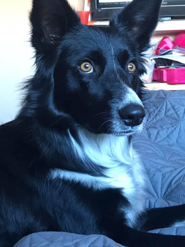 <a href="https://www.facebook.com/sandy.vargas.9">"</a>Ella es mi perrita y se llama Lena" - Sandy Gaytan