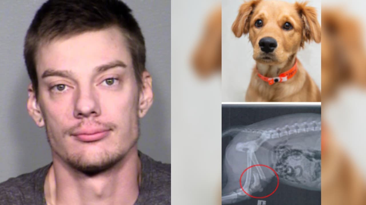 Furioso, Sean Ray aventó a su perrito y ahora podrían amputarle una pata en Tempe