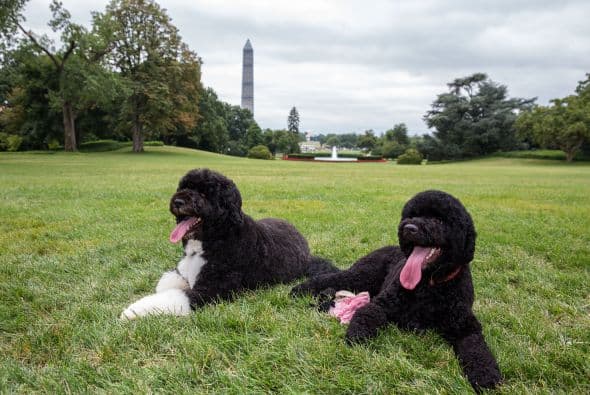 Bo (izq.) comparte las visitas a la oficina con Sunny, el segundo perro de los Obamas.