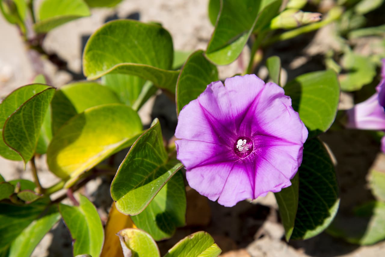Junto con las Bluebonnets —flor oficial de Texas , en los bosques, autopistas, praderas, senderos y playas texanas se puede apreciar una variada gama de flores silvestres de todos los colores, tamaños y formas durante la primavera