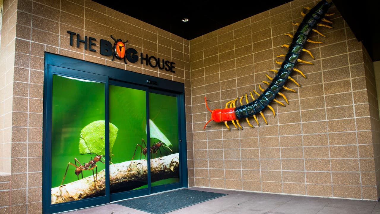 La Casa de Insectos es una de las atracciones que estará abierta desde el lunes 27 de julio.