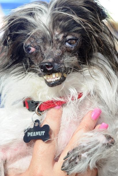 El concurso, celebrado en el recinto de la feria de Sonoma-Marin en Petaluma, California, cumple 26 años.