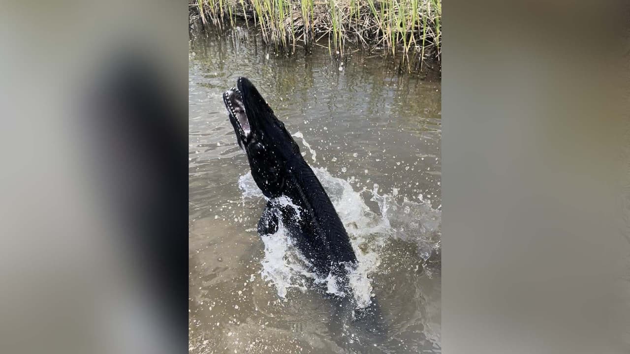 El pescador compartió las imágenes de la especie escamosa: “Bueno... Terrell y yo descubrimos ayer que el ‘gar melanístico existe’, indicó, refiriéndose al pejelagarto.