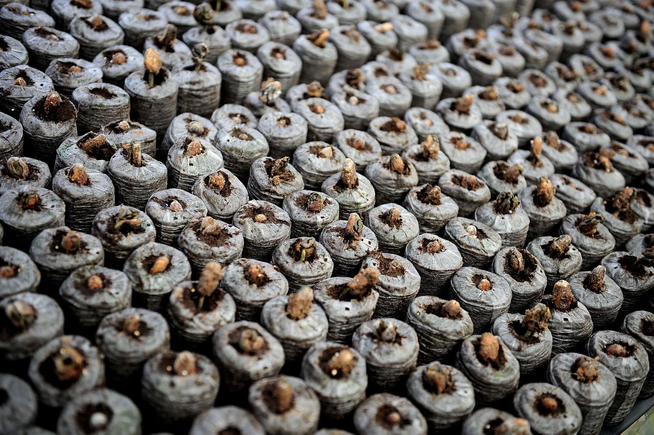 En las Américas, Ecuador es el país que más produce cacao, mientras que México es el que lo exporta en mayores cantidades.