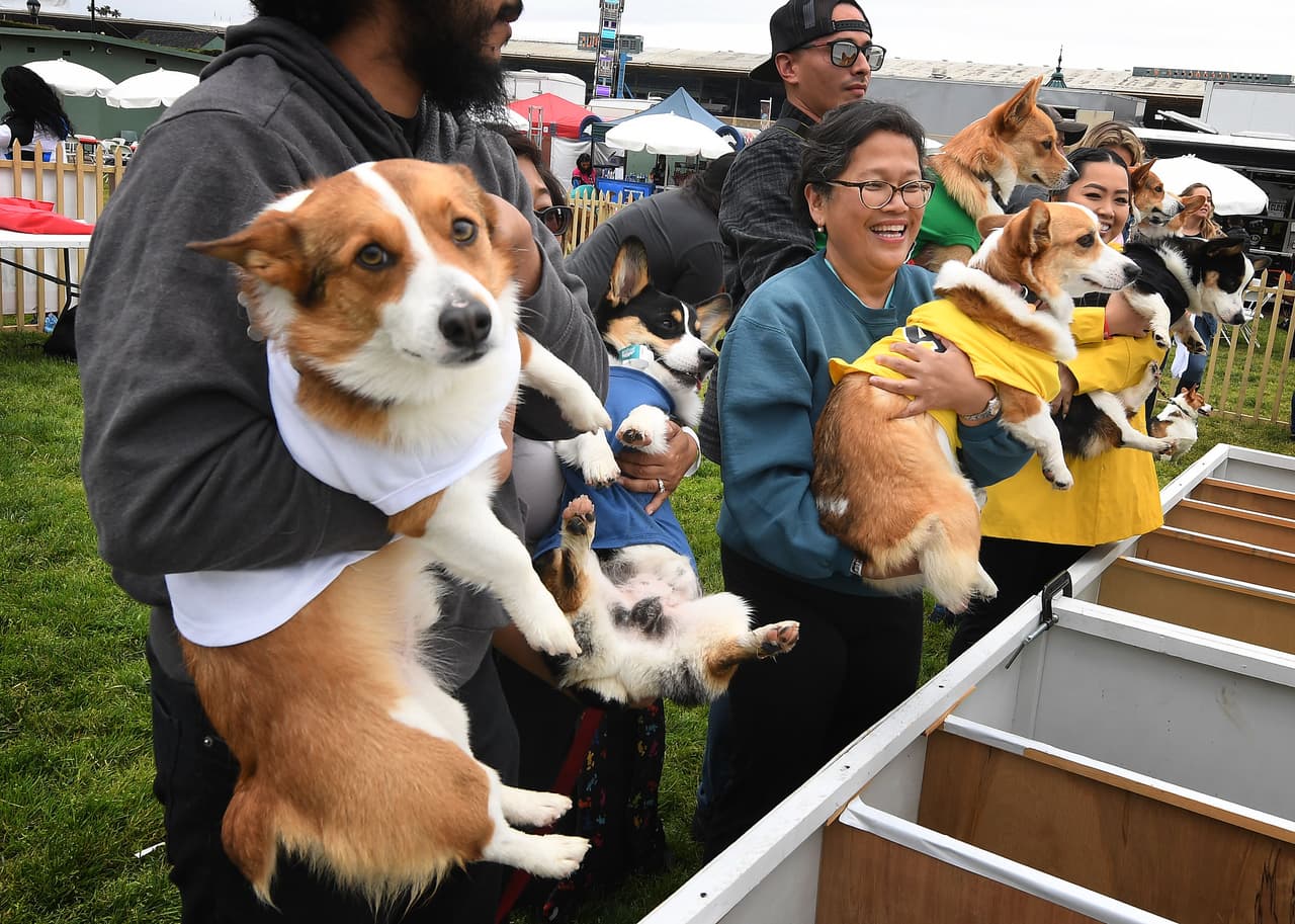 Los dueños cargan a sus perros momentos antes de iniciar la competencia.