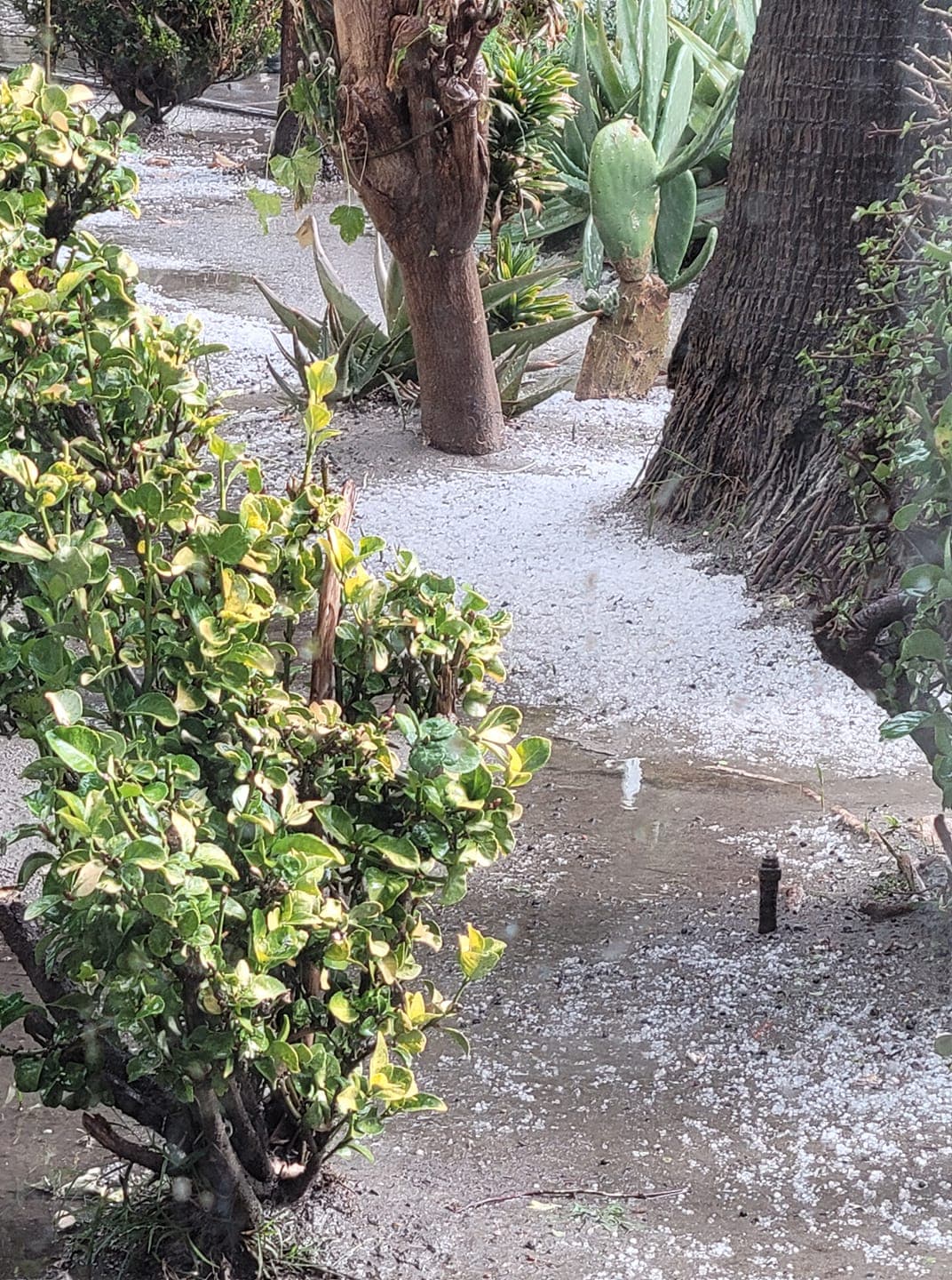 Lluvia de granizo también se reportó en varias zonas y Luis Osoy, seguidor de Univision Los Ángeles en Facebook, compartió las fotos de granizo que cayó en Bellflower.
