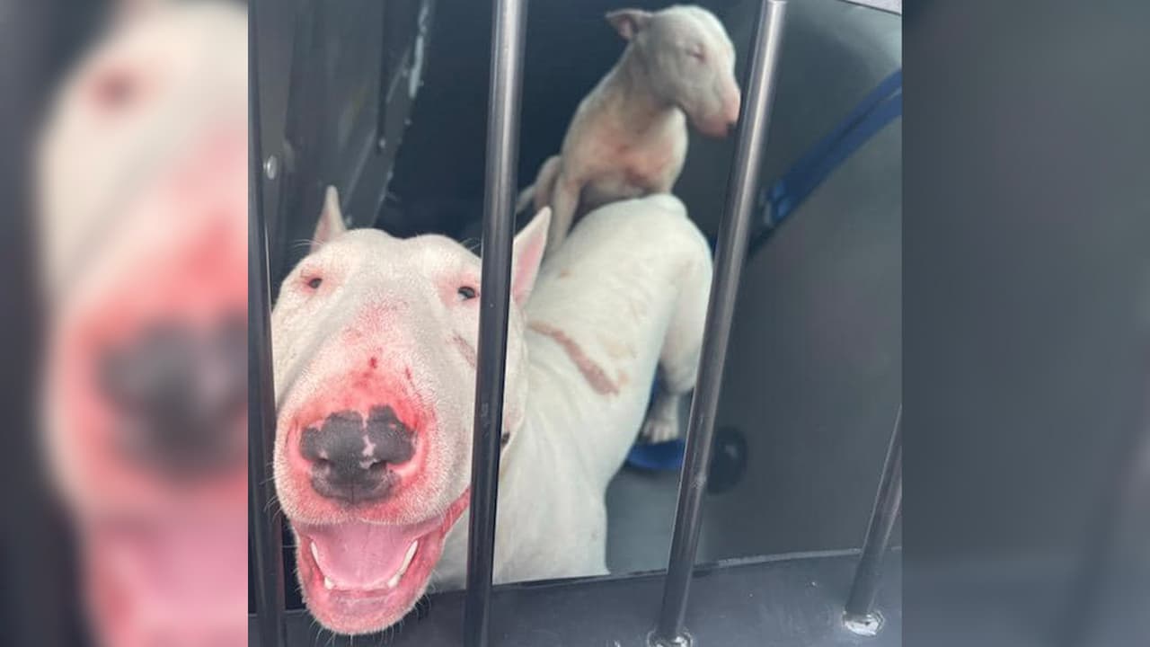 Dos perros fueron puestos bajo custodia luego de romper la ventana de una casa y atacar a la mascota que estaba adentro, según informó 
<a href="https://www.facebook.com/Precinct4/posts/4742770072422535" target="_blank">el precinto 4 del condado Harris</a>.