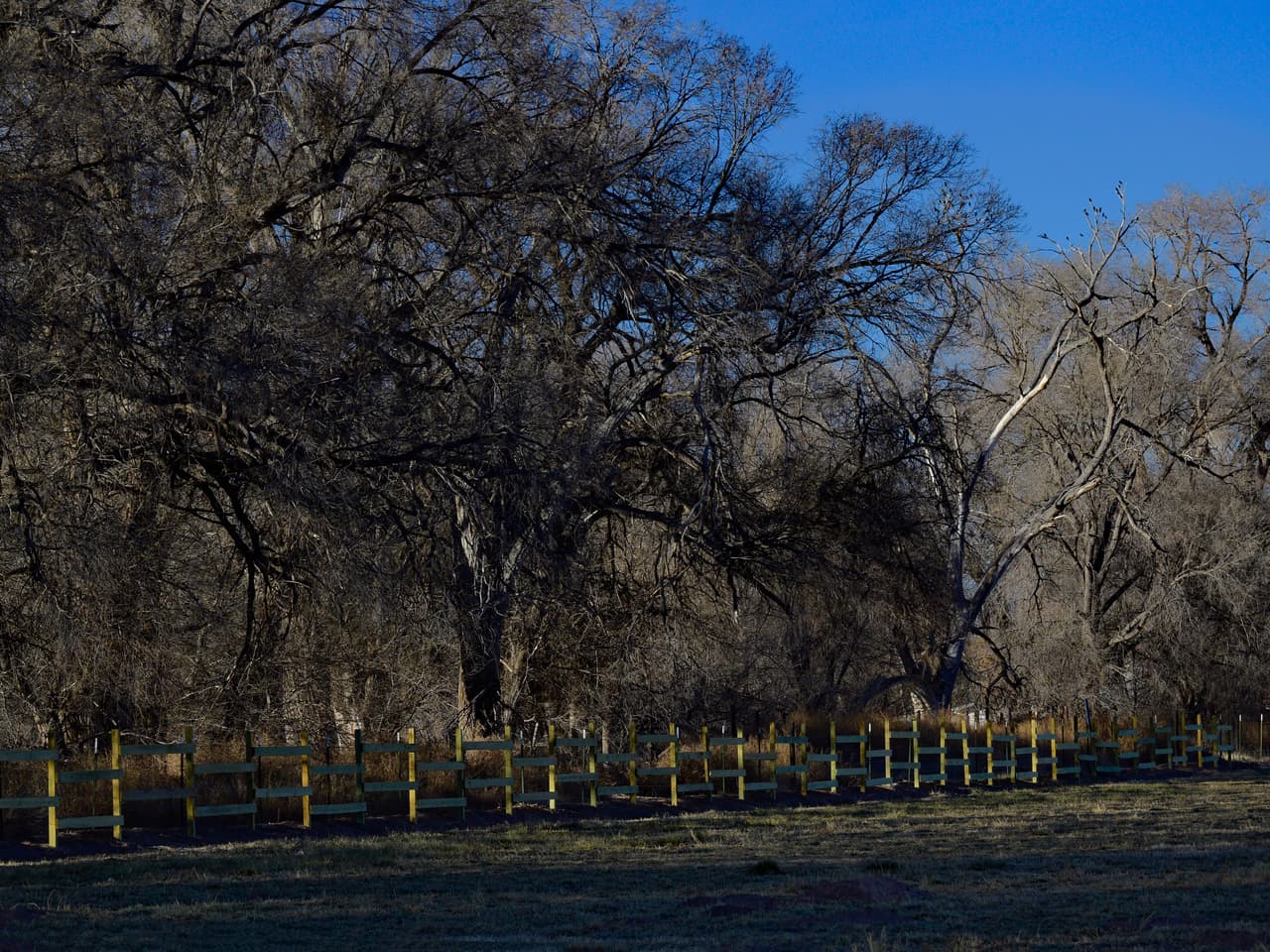 De acuerdo con el relato de la organización demandante, la administración del presidente Trump ya ha fortificado muros para hacerlos más altos y sólidos a lo largo del Refugio Nacional de Vida Silvestre Tijuana Slough, en California, y planea hacer lo mismo, sin revisión ambiental, en los refugios de Cabeza Prieta y Buenos Aires, en Arizona.Y estos muros no son precisamente como esta valla de madera del borde occidental del Valle de Oro, en Nuevo México. La cerca va enmarcada por los árboles de algodón de la región.
