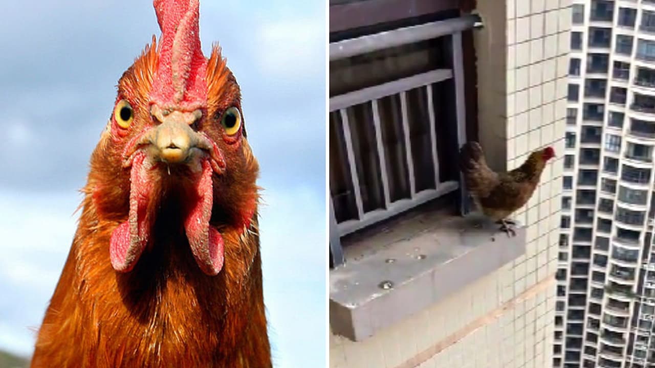 Gallina se avienta de un edificio y el final sorprendió a Internet: “Creía que no volaban”