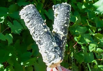 <h3 class="cms-H3-H3">Gimbap frito: rollo de sushi coreano</h3>
<br>¡Barbacoa coreana enrollada en algas y arroz y luego frita en un palito!.