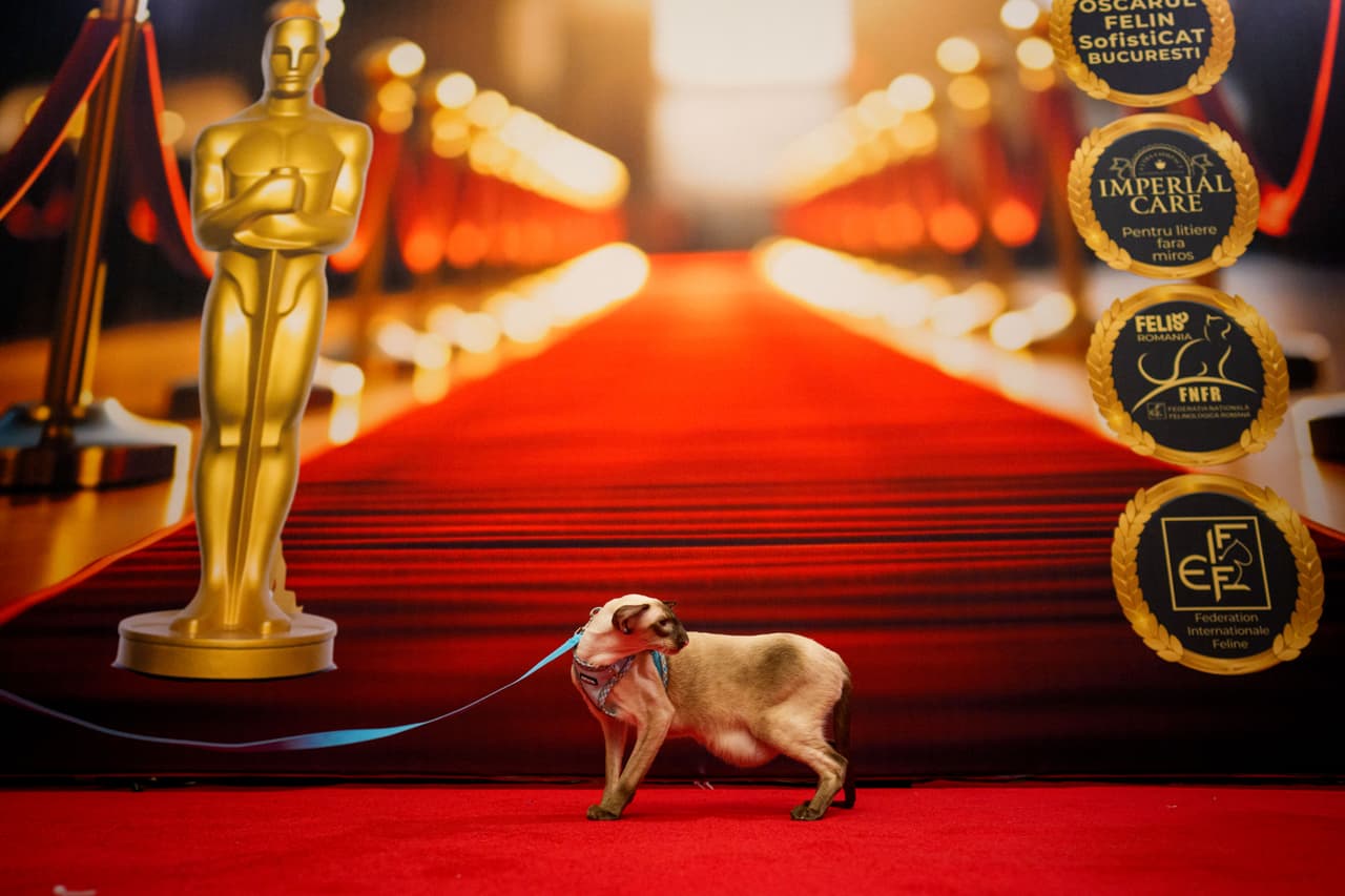 Un gato siamés camina frente a un fondo fotográfico con temática de los Óscar durante un concurso internacional de belleza felina, denominado los Óscar felinos, en el que participaron más de 200 gatos.