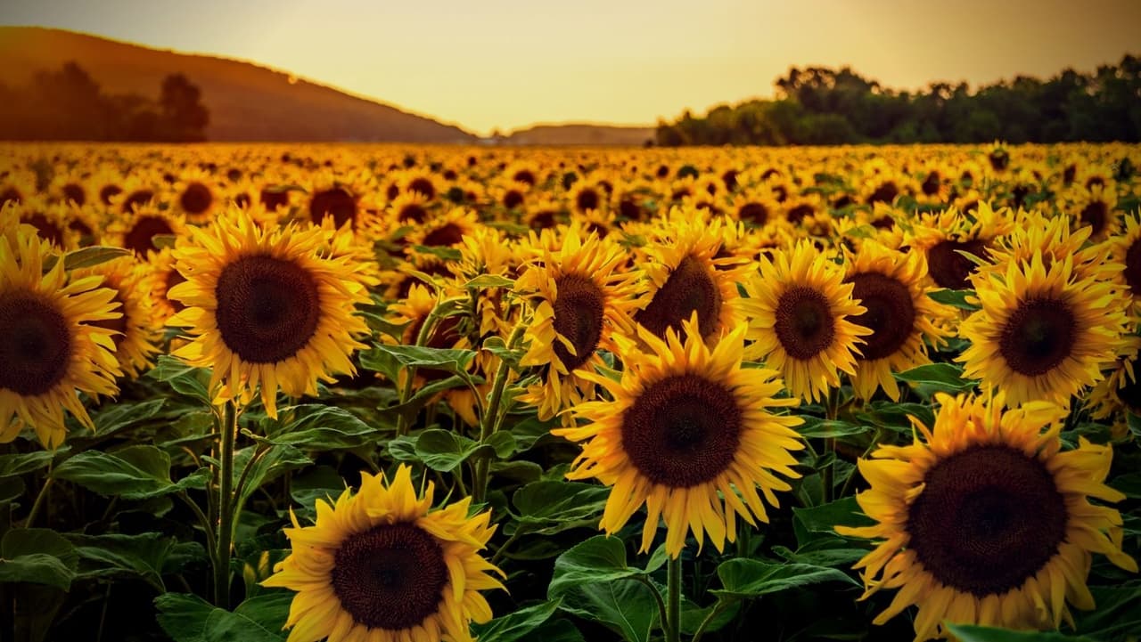 Lo que debes saber sobre los festivales y campos de girasoles en Pensilvania
