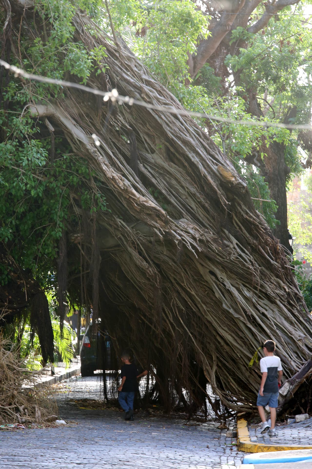 Un inmenso ficus, un grueso árbol ornamental, derribado por la fuerza de los vientos en el Viejo San Juan, una de las zonas turísticas más importantes de la isla.