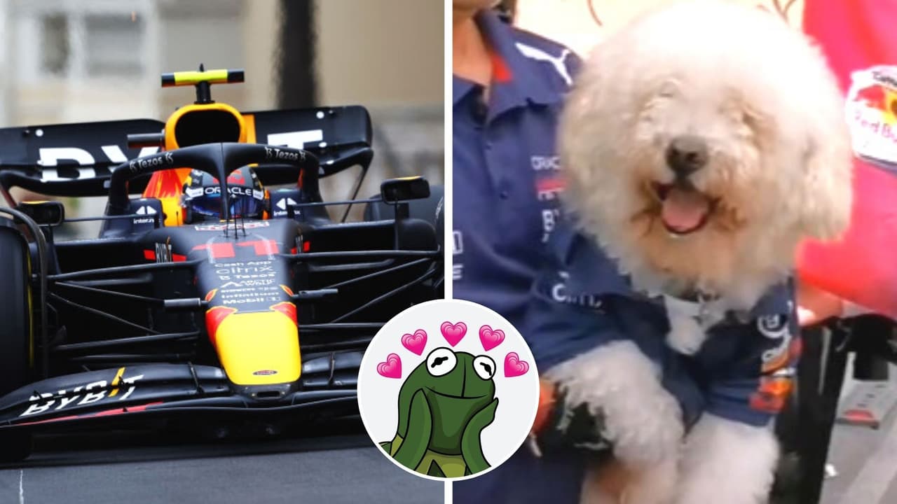 Perrito al volante: "conduce" un auto de carreras y su video se hace viral por lo tierno que es