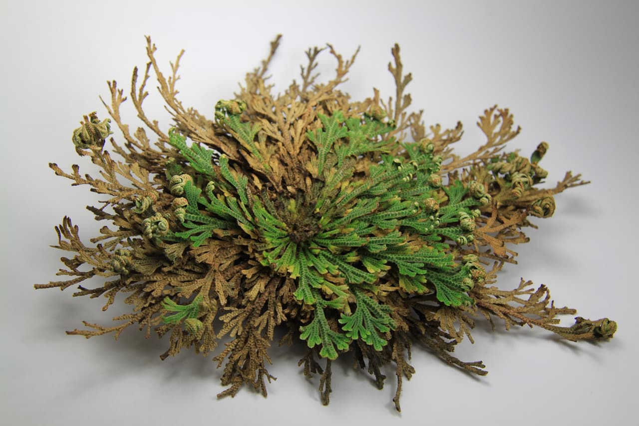 La ROSA DE JERICÓ o planta de la resurrección es una planta que puede secarse por completo, y luego, tras colocarla en agua, vuelve de nuevo a la vida. Tiene un enorme poder para limpiar lugares y espacios de negatividad, ya que suele absorberlas y eliminar de igual manera cosas que quieran eclipsar nuestro camino espiritual.