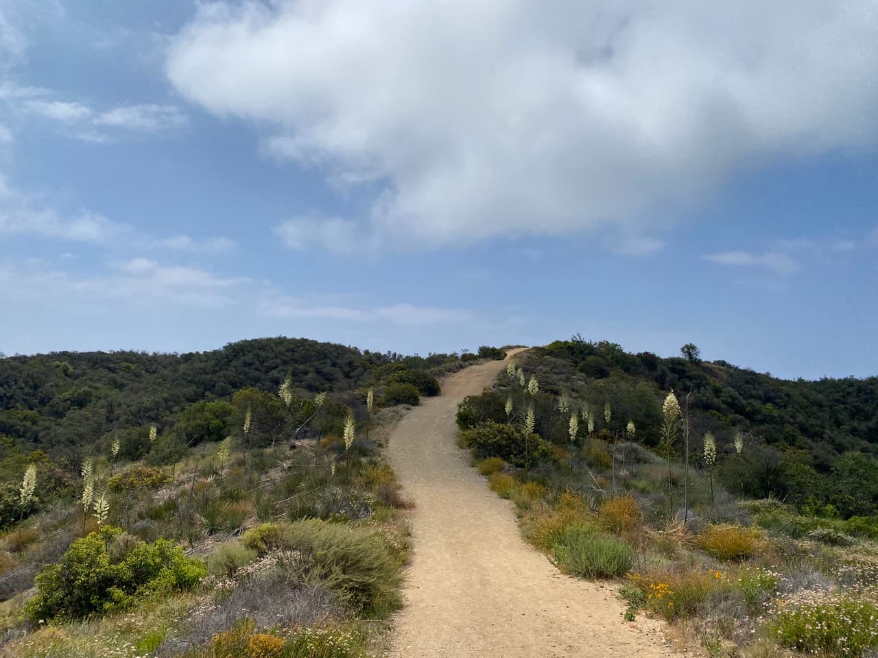 Las espigas tienen una exhibición espectacular de cientos de flores en forma de campana de color blanco a púrpura.