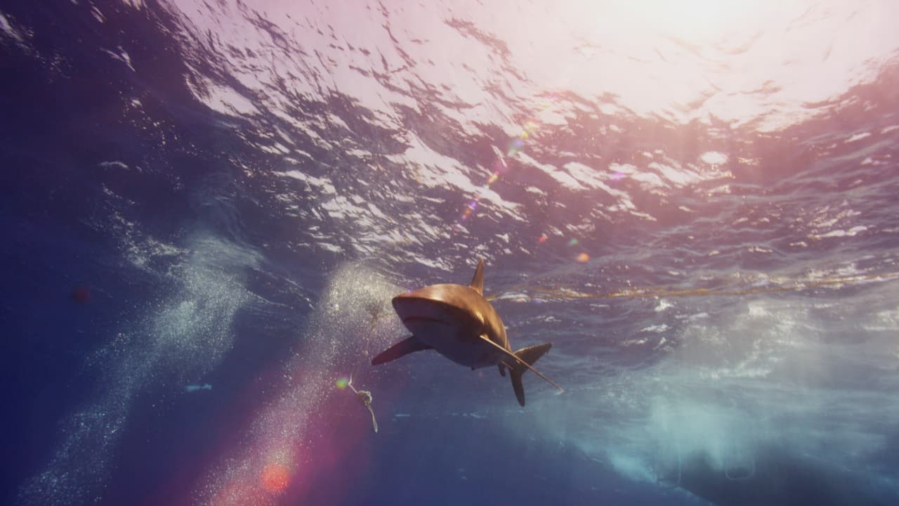 Retiran de tiendas estadounidenses las pastillas de cartílago de tiburón tras investigación de Univision Planeta 
