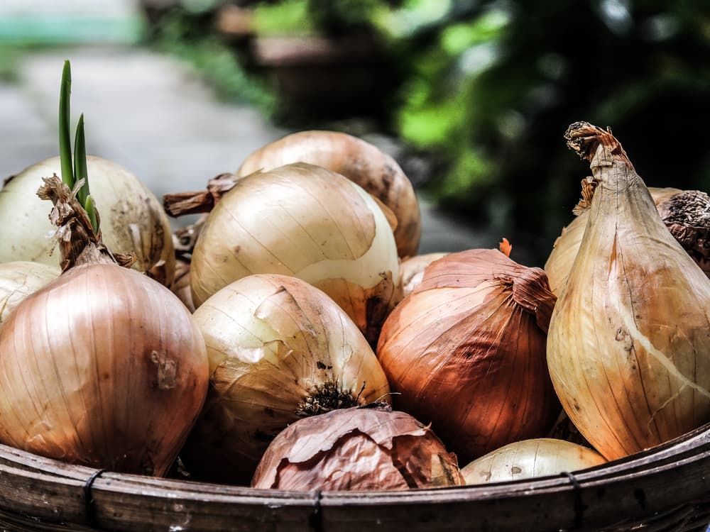 También, hay quienes creen que da mala suerte conservar una cebolla cortada: cuando se abre, hay que consumirla entera. Si te sobró, es mejor tirarla a la basura (o usarla para limpiar la energía de tu casa, como el ritual que te mencionamos anteriormente).