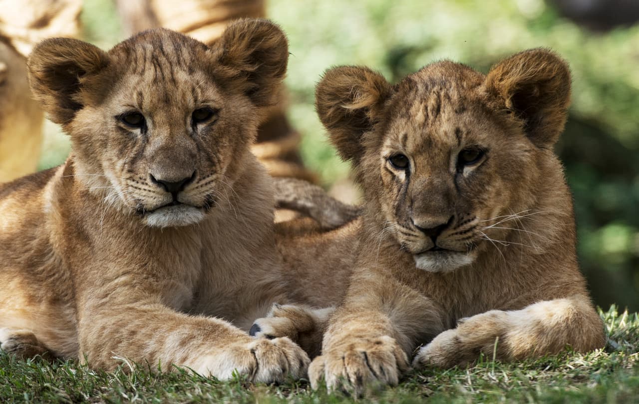 Estas son dos de las crías que nacieron tras la técnica. Ambos son animales sanos. /Martin Bernetti.