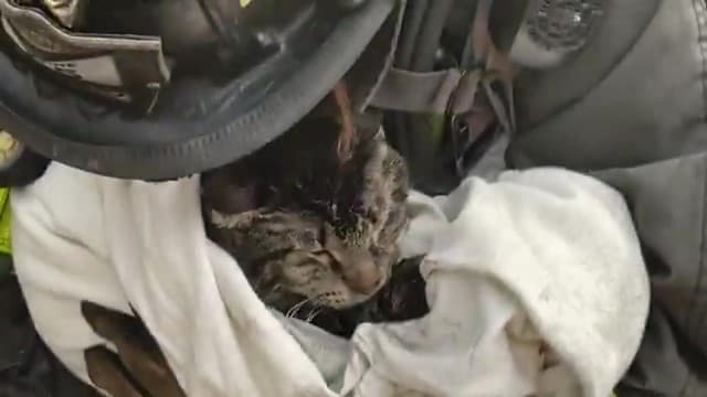 Incendio en Chicago deja personas graves y 15 gatos rescatados. Los bomberos usaron máscaras de oxígeno especiales para salvar a los felinos.
