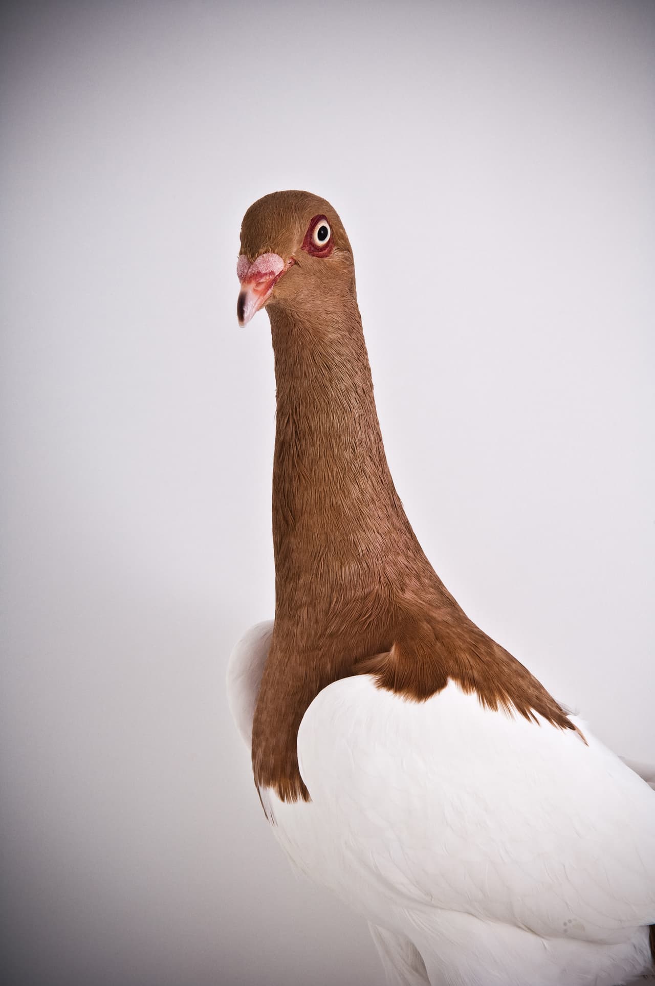 Por eso el fotógrafo usó a estas emplumadas amigas.