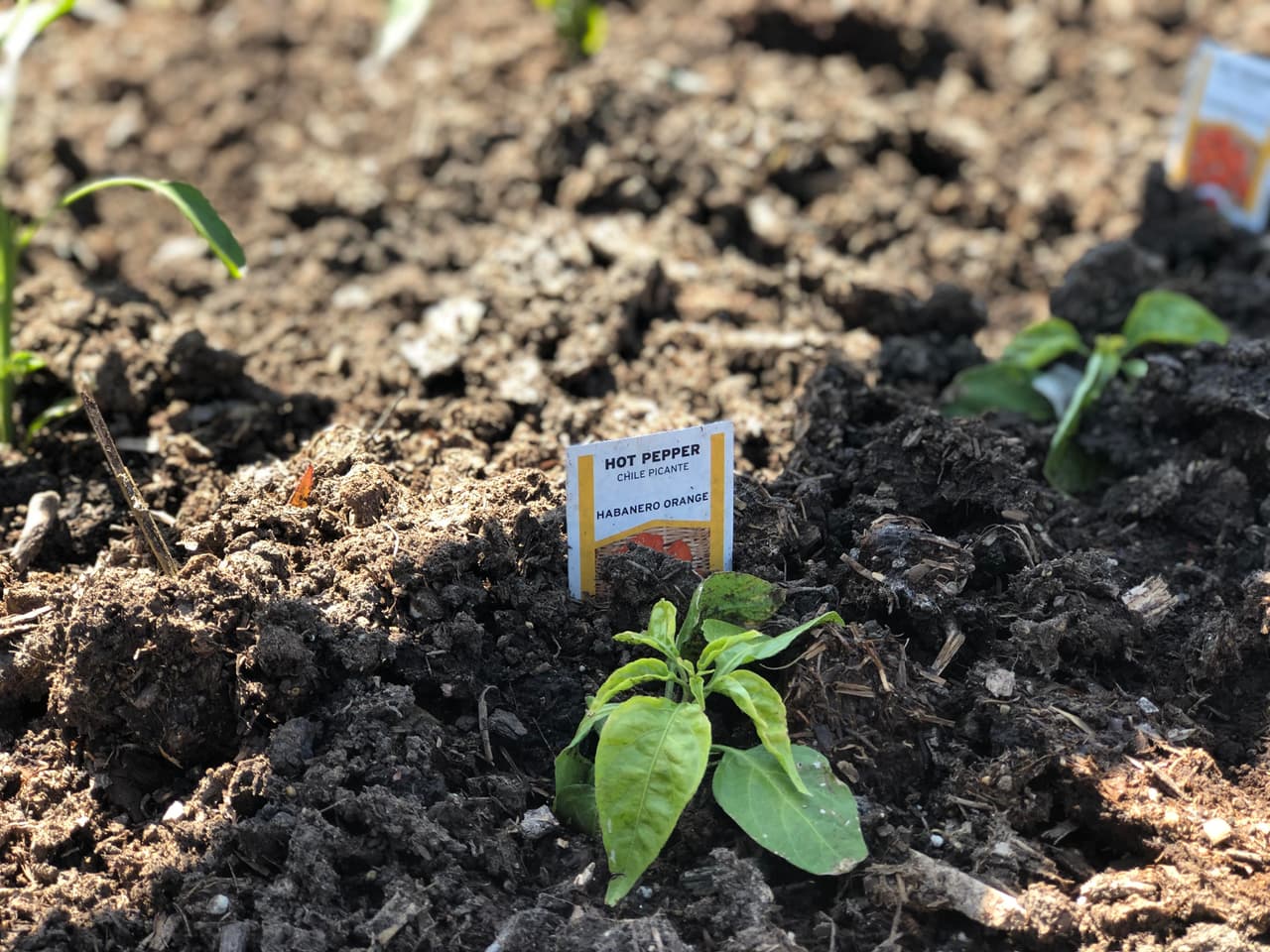 Un jardin comunitario vuelve la vista de un vecindario más agradable y da la posibilidad de que se construyan lazos más estrechos entre la comunidad. Aquí te presentamos algunos jardines que se encuentran en Chicago y que podrían interesarte. Consulta su proceso para poder convertirte en jardinero y cultivar tus propios vegetales.