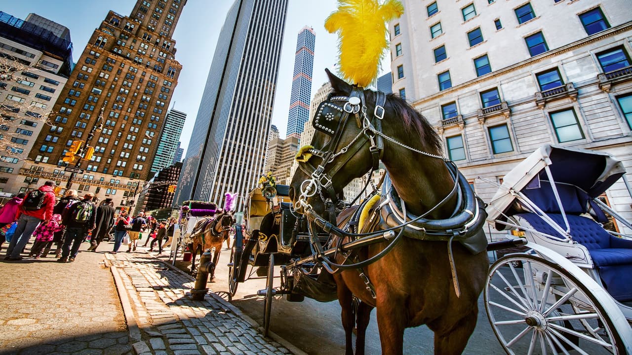 Reanudan paseos en carruajes de Central Park tras muerte de turista; debate continúa