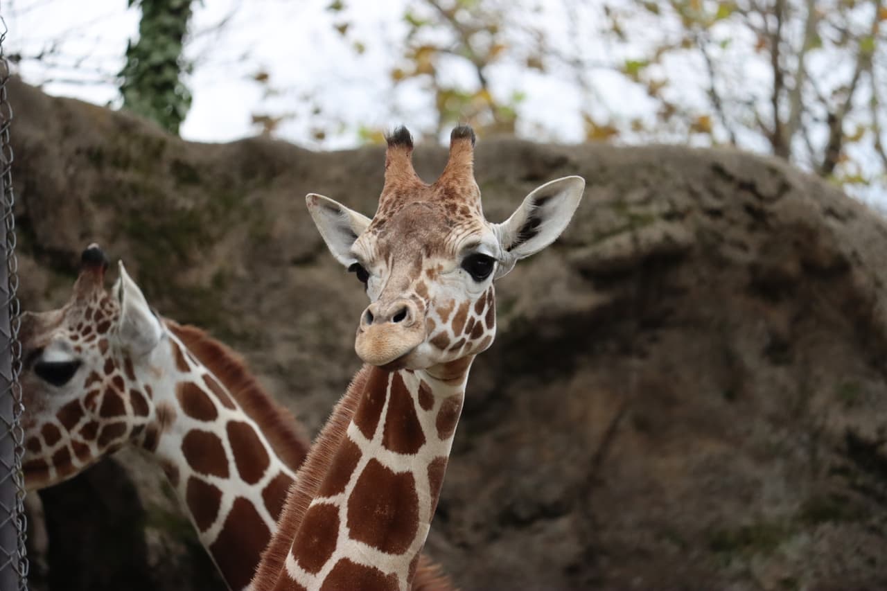 El Jardín Zoológico de Filadelfia le dio la bienvenida a Bea, una jirafa de 15 meses procedente del Knoxville Zoo en Tennessee.
