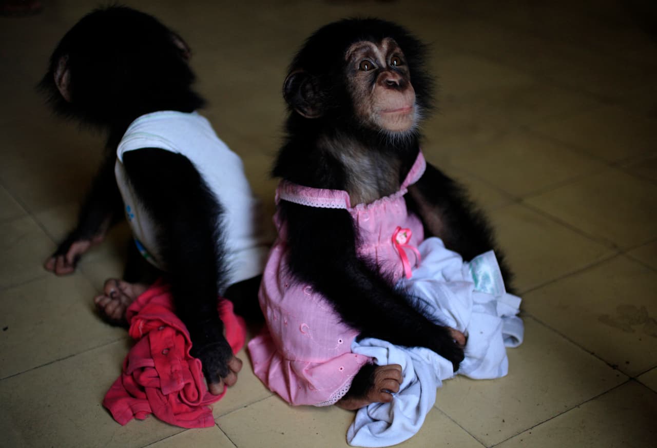 Ada (right) a seven months-old female chimp, with her half brother Anumá, nine months, behind her in the home of bioilogist Marta Llanes in Havana, Cuba, September 7, 2016.