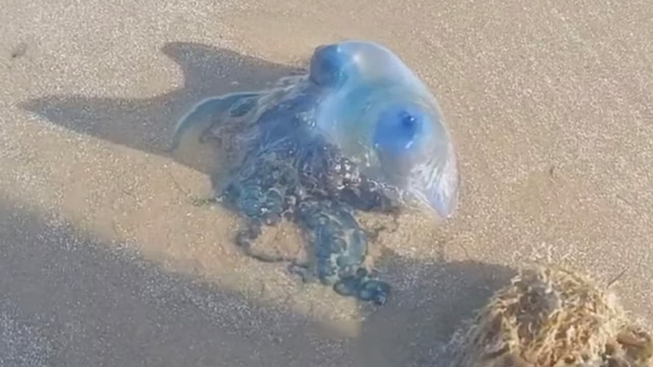 Si llega a ser picado por una de ellas no frote la zona, enjuague el área afectada en agua caliente, que no esté hirviendo o aplicar compresas tibias y si es posible poner crema de hidrocortisona o antihistamínicas para evitar la comezón, en caso de tener una reacción alérgica, visite a su médico.