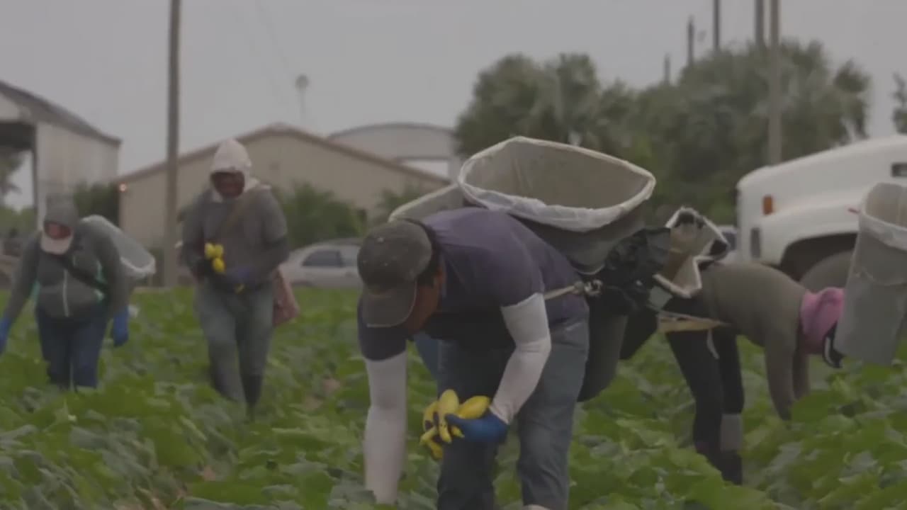 "Recibimos 300 llamadas al día" Caridades Católicas de Stockton continúa entregando dinero a campesinos.