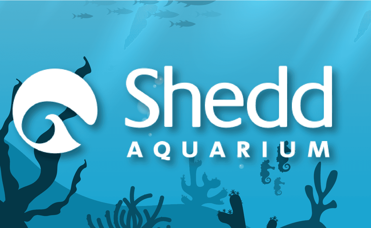 Gana tus entradas al Ritmo del Mar en el Shedd Aquarium