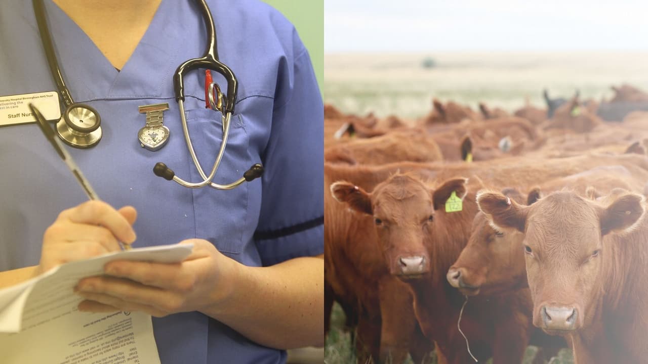 Detectado el primer caso humano de gripe aviar en Texas después del contacto con posible ganado lechero infectado