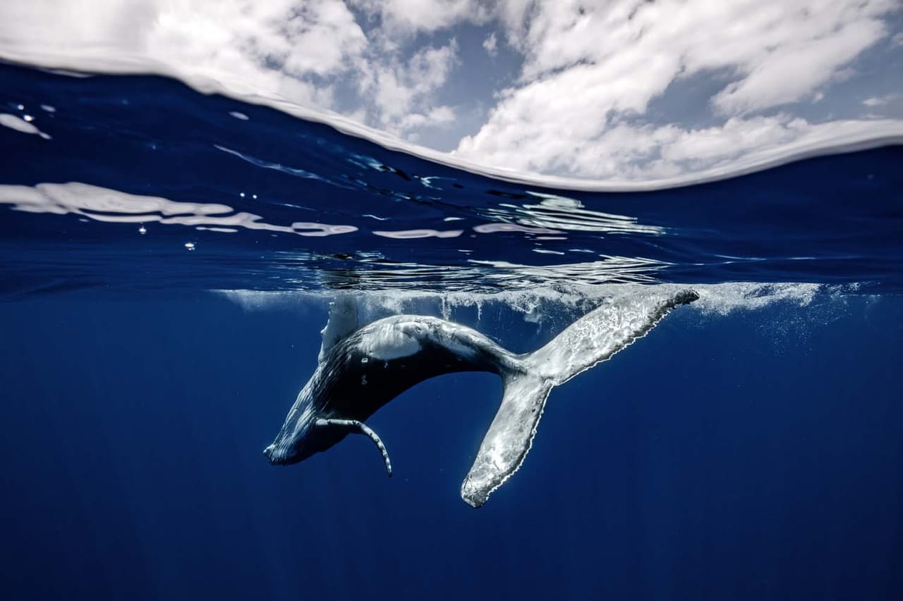 <b>‘Parque de juegos’</b>
<br>
<br>Destacada en la categoría ‘mundo bajo el agua’.
<br>