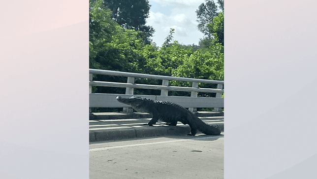 Caimán de grandes dimensiones es encontrado en Wilmington