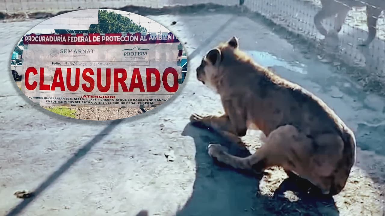  Las dos caras de 'papá oso', el cuestionado director del refugio para animales de México cuyas imágenes conmovieron al mundo 