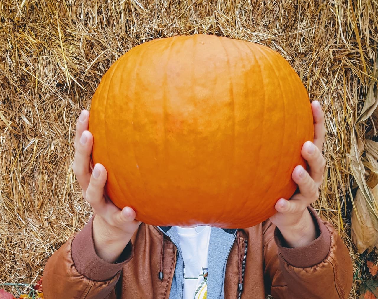 <b>Kroll’s Fall Harvest Farm</b>
<br>La granja Kroll's está en temporada para recoger calabazas desde el 18 de septiembre hasta el 31 de octubre. Puede llegar a
<b><a href="http://krollsfarm.com" target="_blank">Kroll's Fall Harvest Farm</a></b> queda en 113236 oeste de la Town Line Rd., Waukegan.