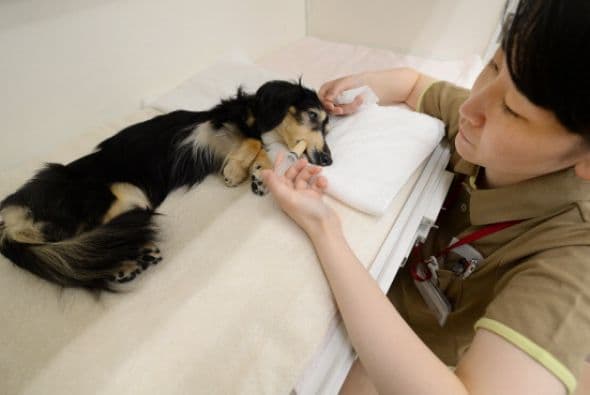 Un cuidador alimenta con líquidos a una perra de 12 años que está enferma, en Tokio.