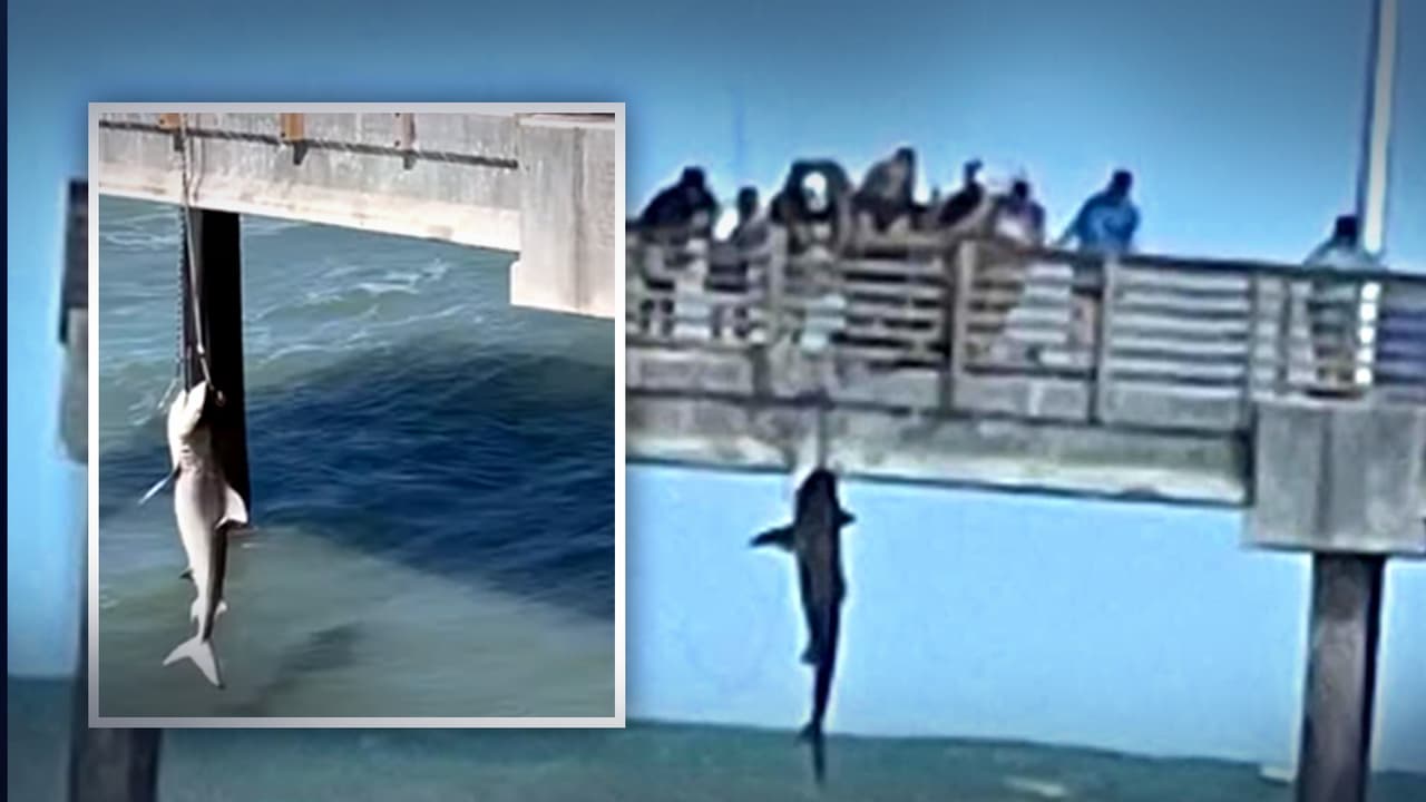 "Fue la cosa más loca que he visto en un muelle de pesca": atrapan a tiburón en el muelle de Port Aransas