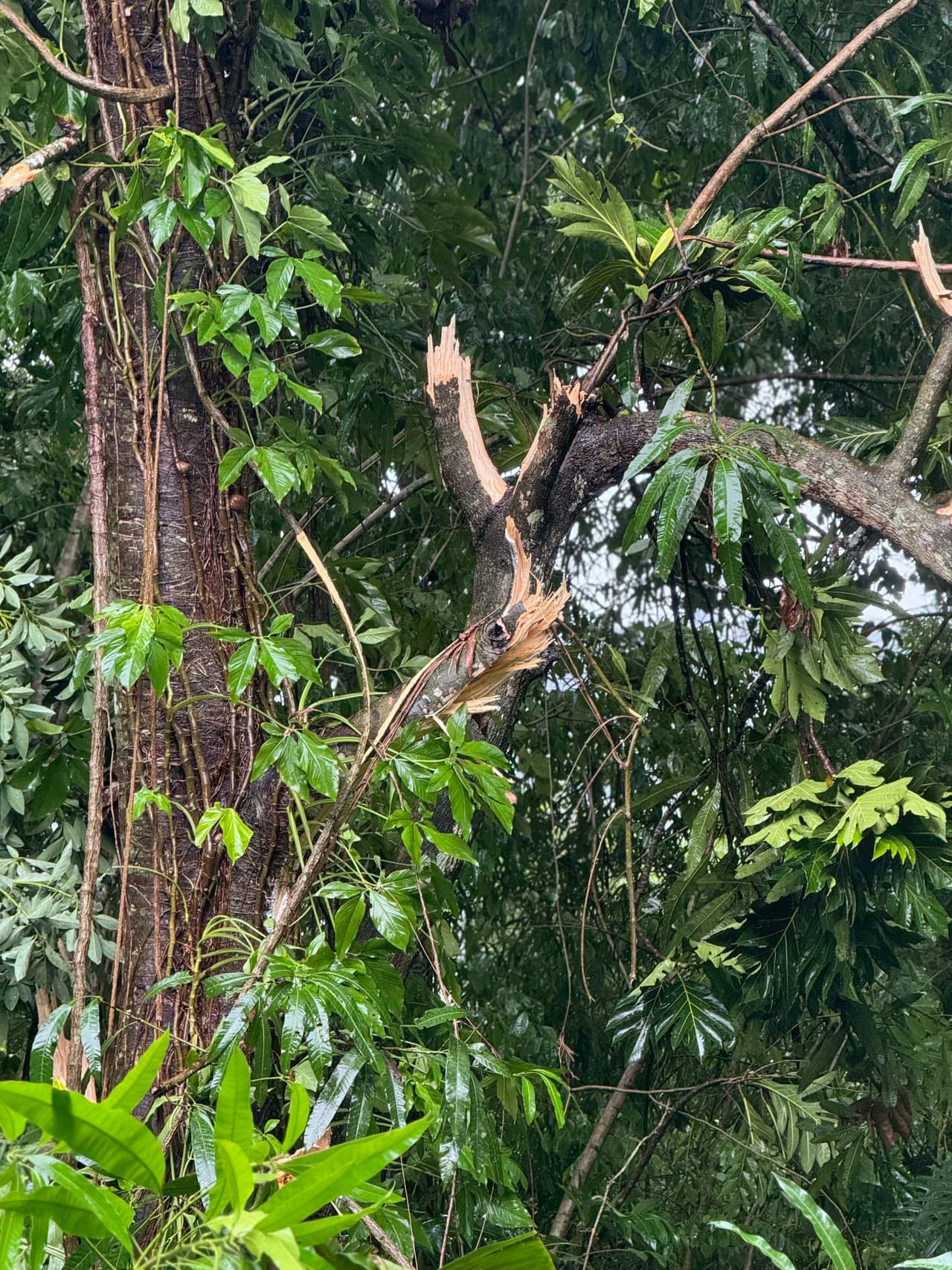 Las ráfagas de viento de la tormenta tropical Ernesto partieron ramas que se convertían en otro riesgo para quienes salieran de sus hogares.