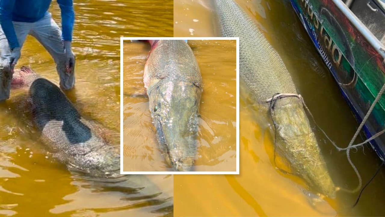 Atrapan un prehistórico, extraño y gigante pez de más de 280 libras y rompen un récord mundial en Texas