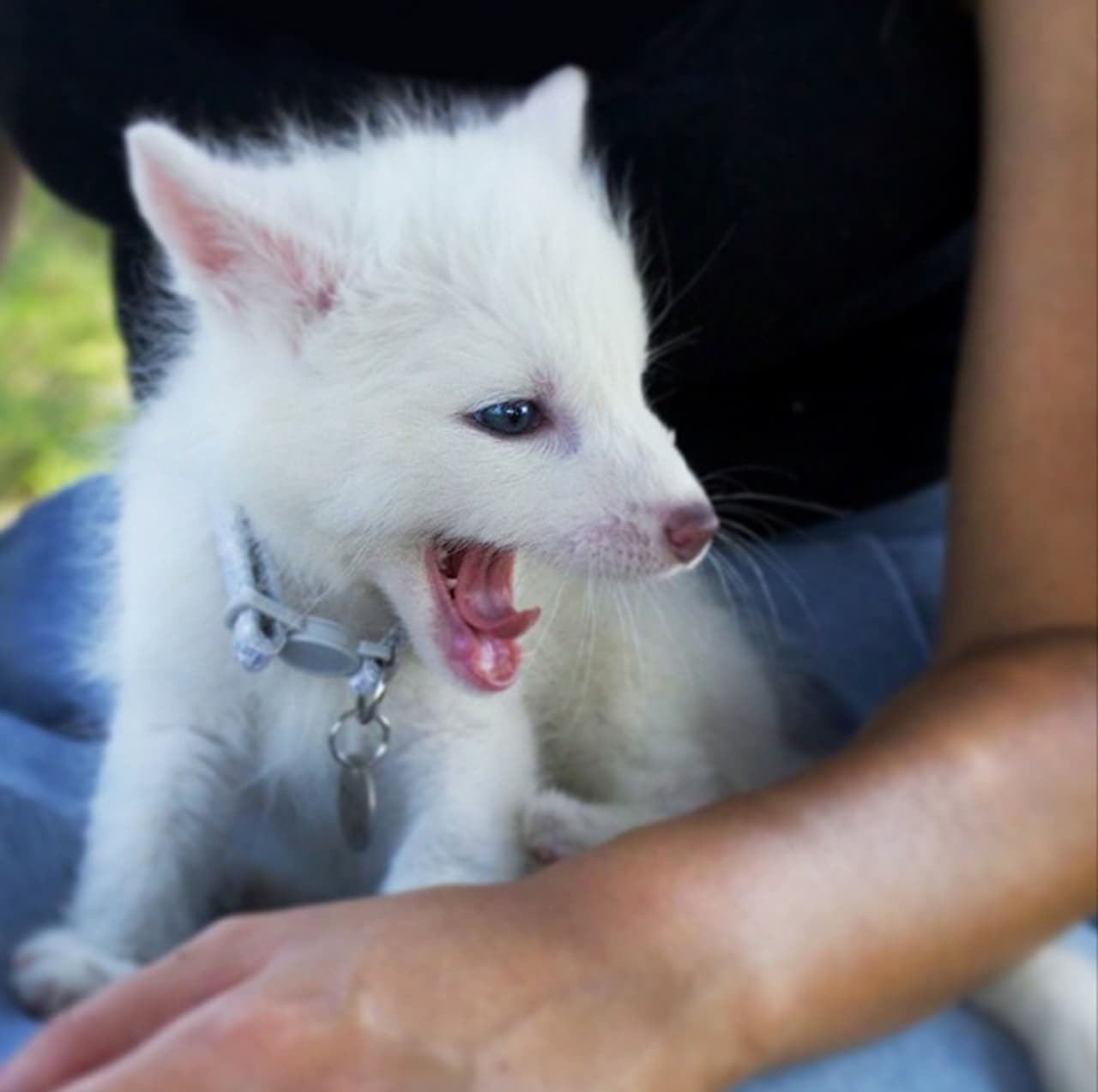 Un collar de diamantes adorna el cuello de este hermoso ‘perro-zorro’.