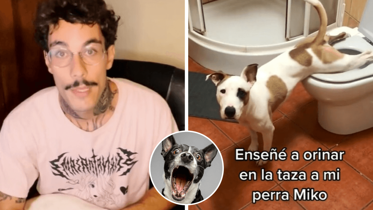 Perrita aprendió a orinar en el baño y se viralizó en TikTok: dueño revela manera de lograrlo