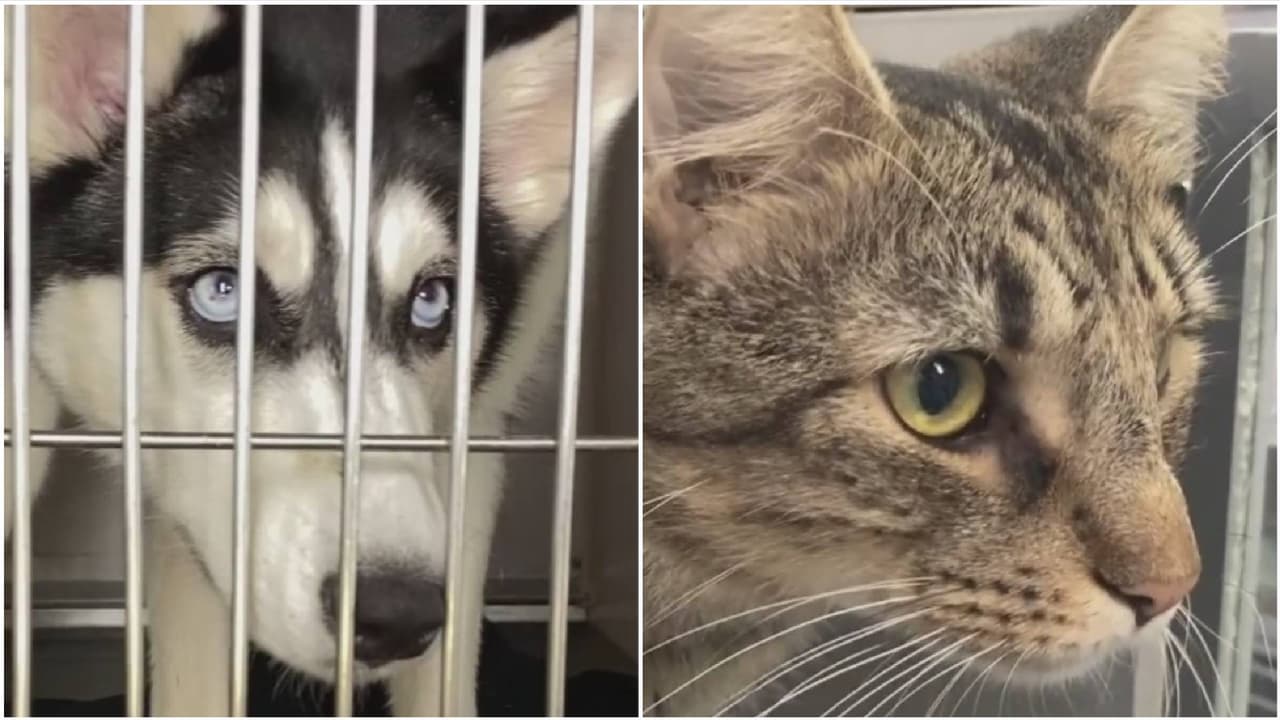 Adiós a la venta de perros, gatos y conejos en tiendas de mascotas en Nueva York