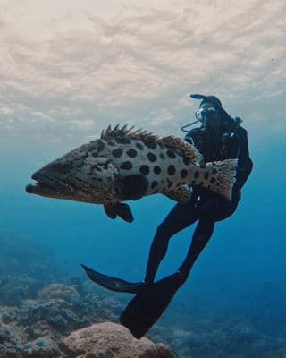<b>16. Atrevido.</b> Uno de sus grandes deseos era hacer 
<i>scuba diving</i> en la Gran Barrera de Coral. Una vez que lo logró, publicó esta fotografía, a la que le agregó el comentario: "En persona este pez asustaba más".
