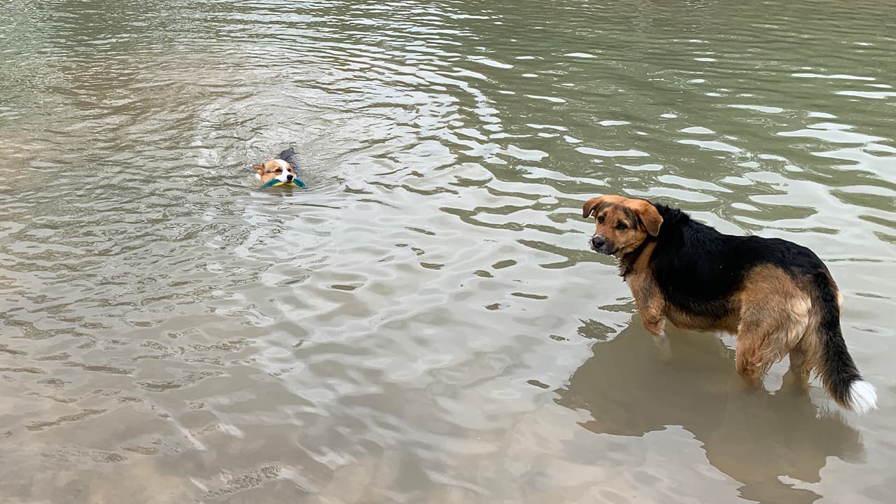 En los alrededores de la ciudad espacial y su zona metropolitana existen parques para llevar a pasear a los perros y son seguros porque están protegidos con cercas.