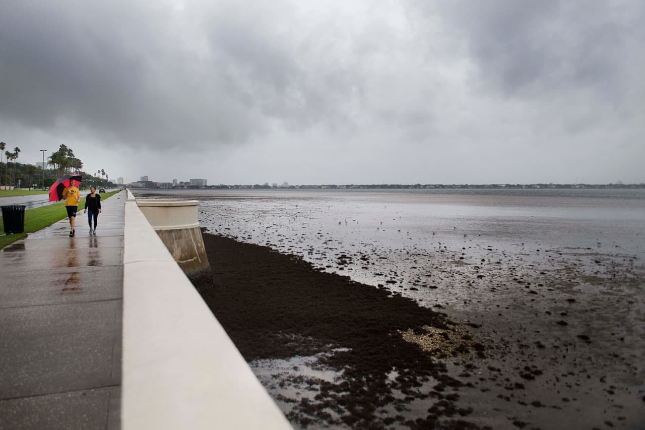 La línea de agua, lejos del malecón en Tampa bay.