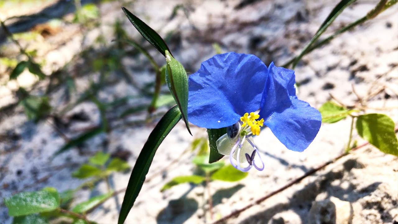 En los recorridos, cerca a la orilla de la quebrada, puedes encontrar flores silvestres únicas de la región, como esta flor de Santa Lucía (Whitemouth dayflower - Commelina erecta).