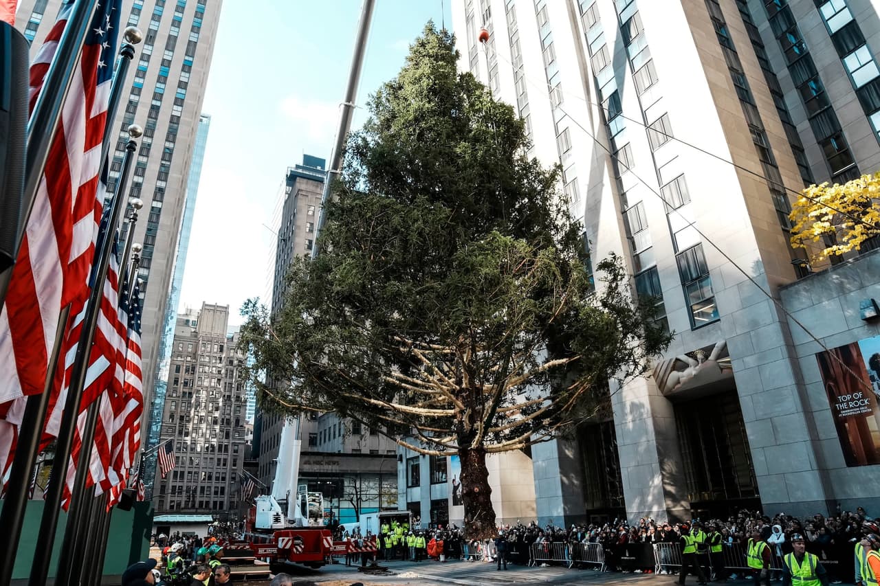 Tras su exhibición, que se extenderá hasta mediados de enero, el árbol será reciclado en forma de madera para Habitat for Humanity, una organización que construye viviendas accesibles para familias necesitadas.